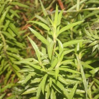Angelonia salicariifolia Bonpl.